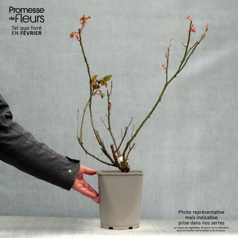 Rosa 'Double Delight' - Shrub Rose 4L/5L pot sample as delivered in winter