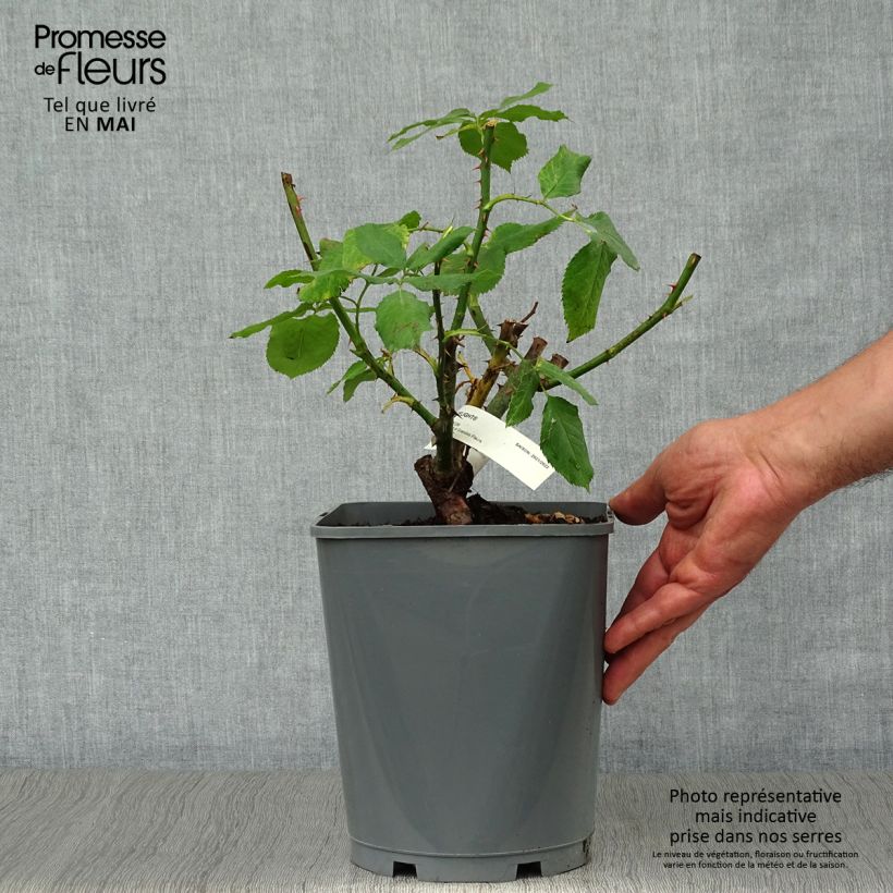 Rosa 'Double Delight' - Shrub Rose 4L/5L pot sample as delivered in spring