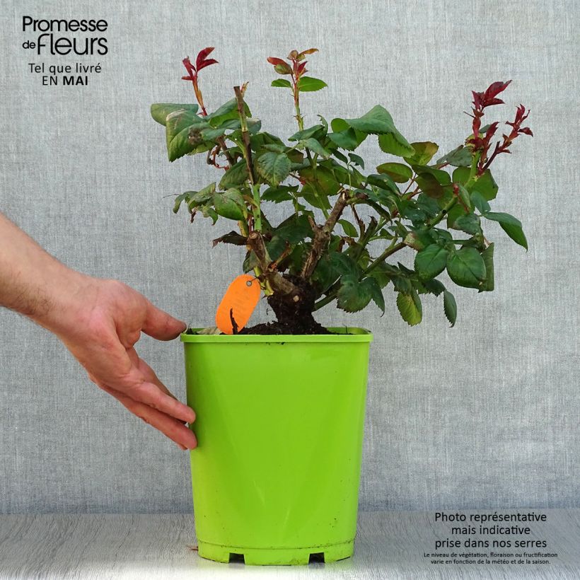 Rosa 'Eddy Mitchell' - Shrub Rose 4L/5L pot sample as delivered in spring