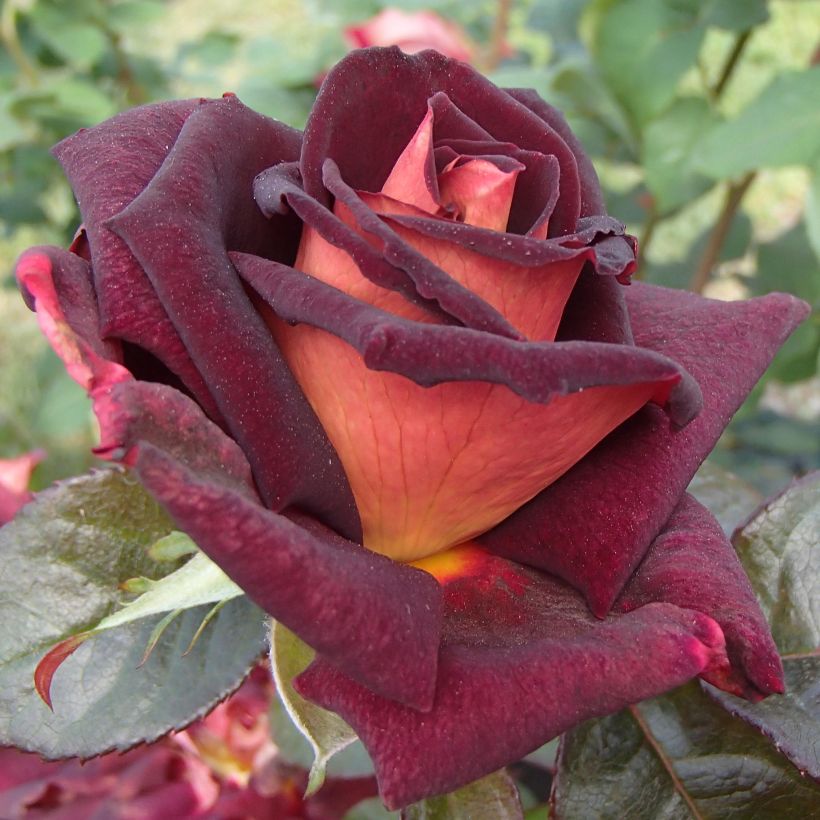Rosa 'Eddy Mitchell' - Shrub Rose (Flowering)