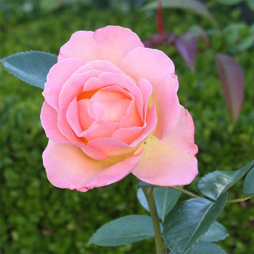 Rosa 'Elle' - Hybrid Tea Rose (Flowering)