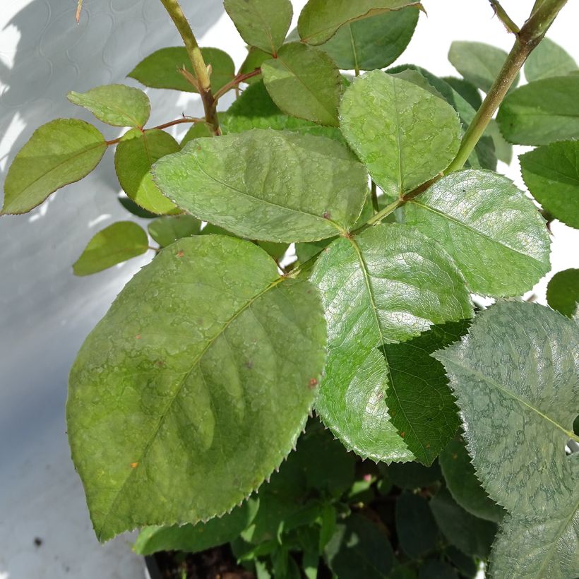 Rosa 'Elle' - Hybrid Tea Rose (Foliage)