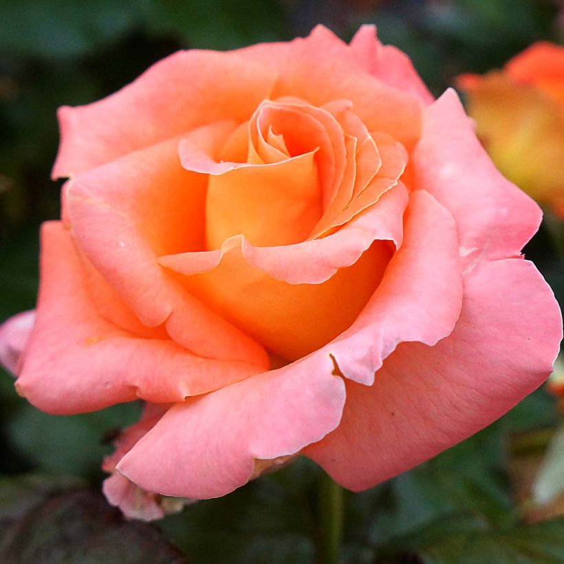 Rosa Eriko Takeda - Shrub Rose (Flowering)