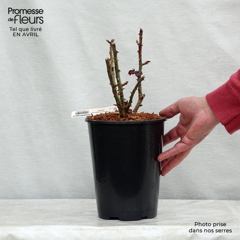 Rosa Fragonard - Hybrid Tea Rose 3L/4L pot sample as delivered in spring
