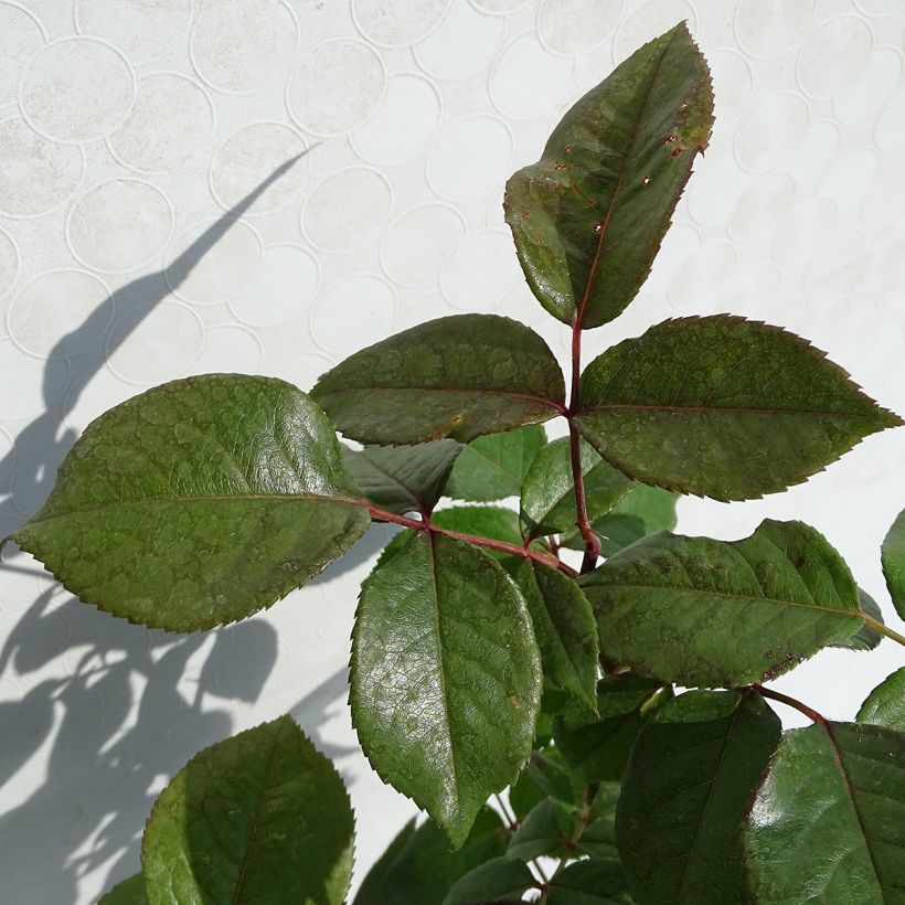 Rosa Fragonard - Hybrid Tea Rose (Foliage)