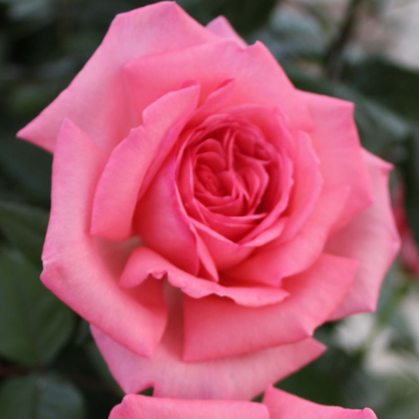 Rosa Fragonard - Hybrid Tea Rose (Flowering)