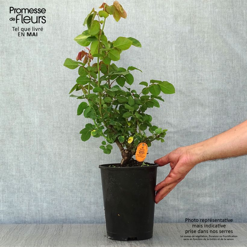 Rosa 'Frédéric Mistral' - Shrub Rose 4L/5L pot sample as delivered in spring