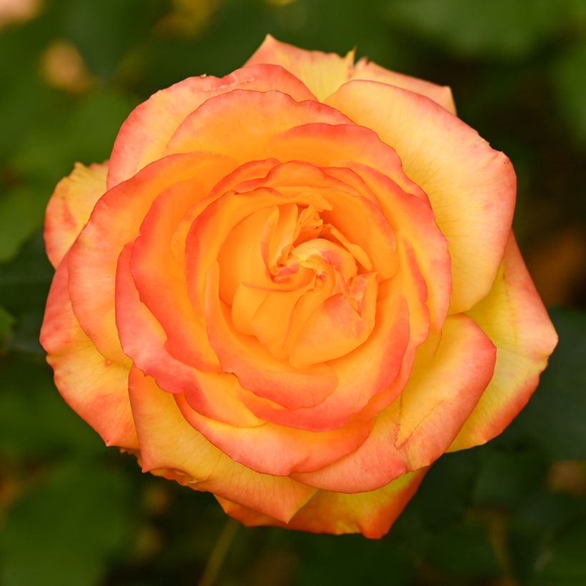 Rosa Girandola (Flowering)