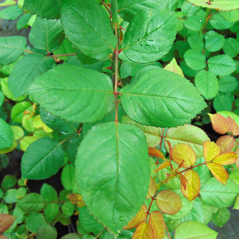 Rosa 'Grande Amore' - Hybrid Tea Rose (Foliage)