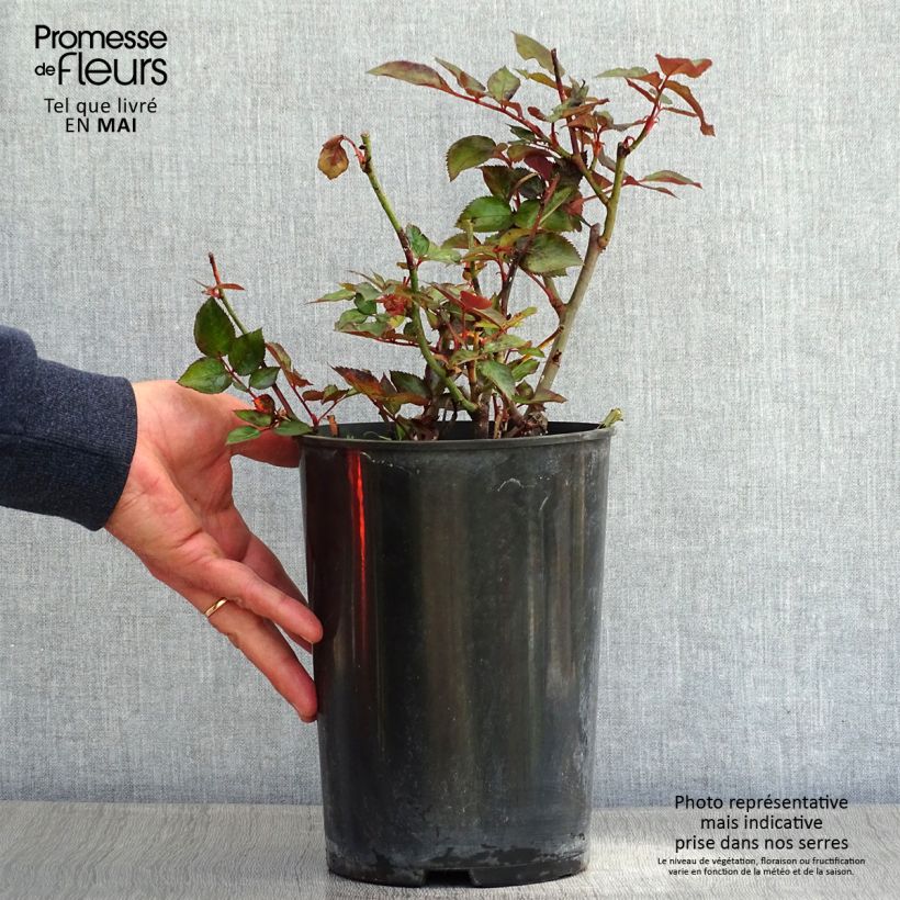 Rosa  'Grande Classe' - Hybrid Tea Rose  4L/5L pot sample as delivered in spring
