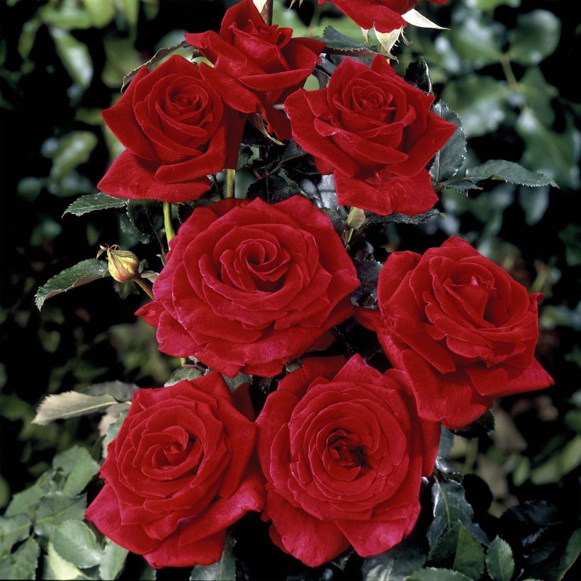 Rosa Hacienda - Hybrid Tea Rose (Flowering)
