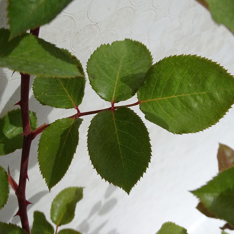 Rosa Hacienda - Hybrid Tea Rose (Foliage)