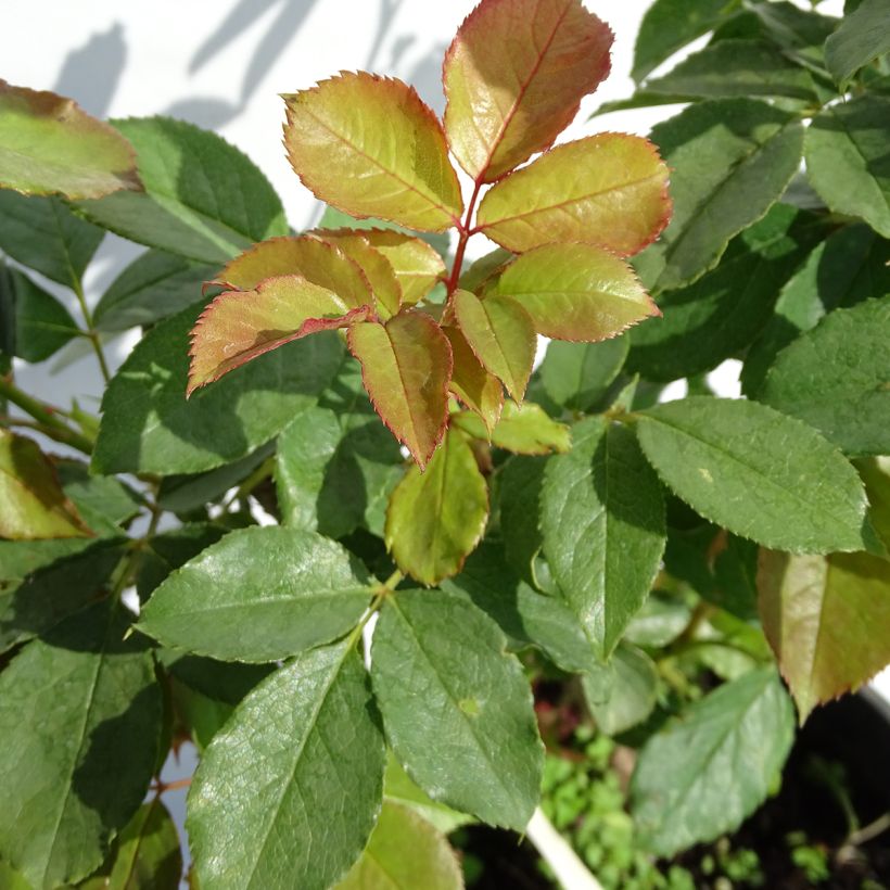 Rosa Henri Matisse - Hybrid Tea Rose (Foliage)