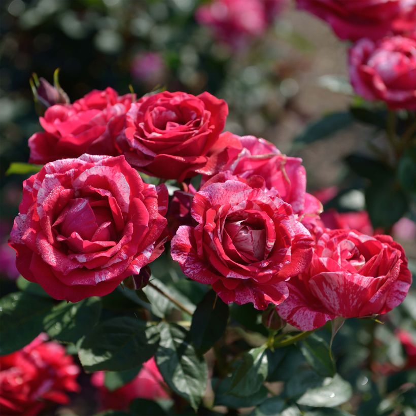 Rosa Henri Matisse - Hybrid Tea Rose (Flowering)