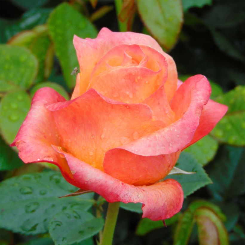 Rosa Ibiza - Hybrid Tea Rose (Flowering)