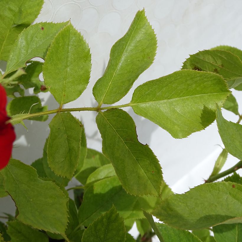 Rosa Impératrice Farah - Hybrid Tea Rose (Foliage)