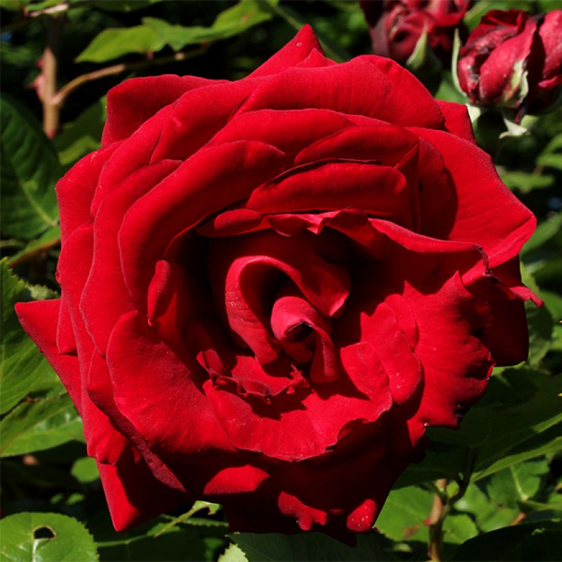 Rosa 'Ingrid Bergman' - Shrub Rose  (Flowering)
