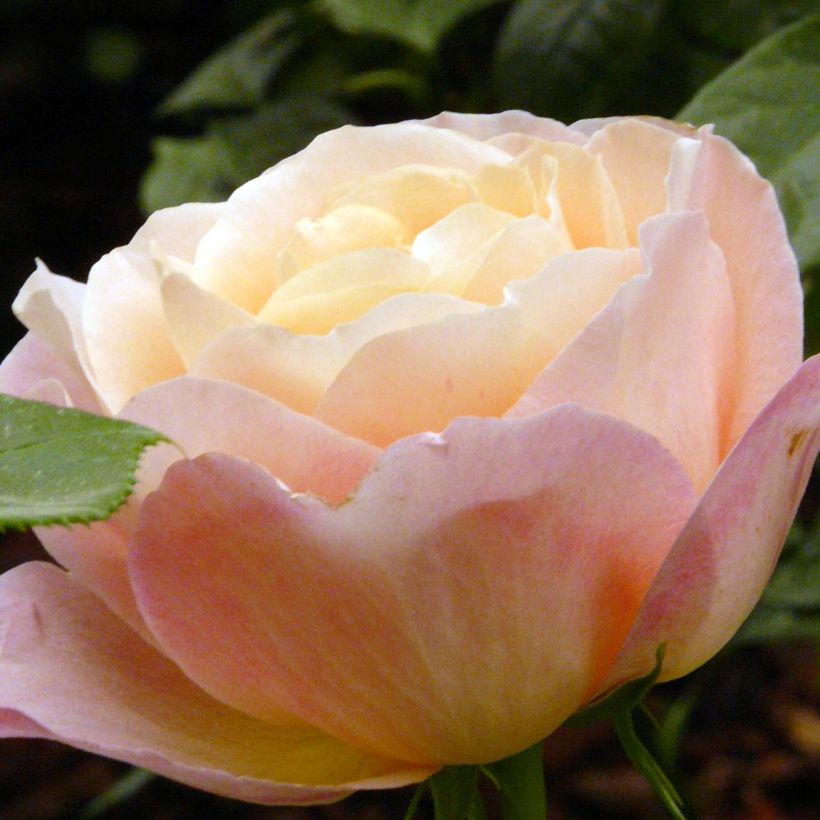Rosa Isabelle Autissier - Hybrid Tea Rose (Flowering)