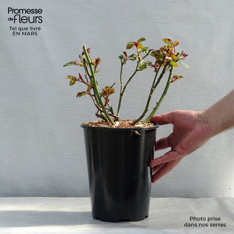 Rosa Jalitah 4L/5L pot sample as delivered in spring