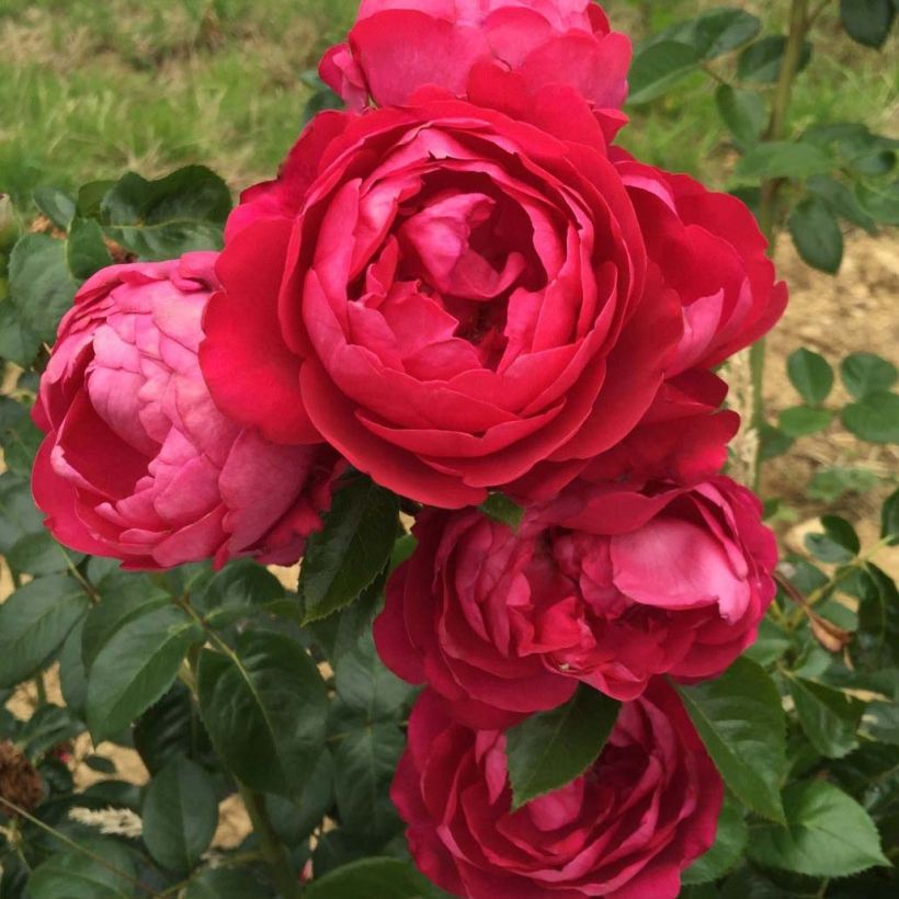 Rosa Jingle Bells (Flowering)