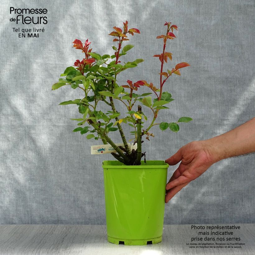 Rosa Jingle Bells 4L/5L pot sample as delivered in spring