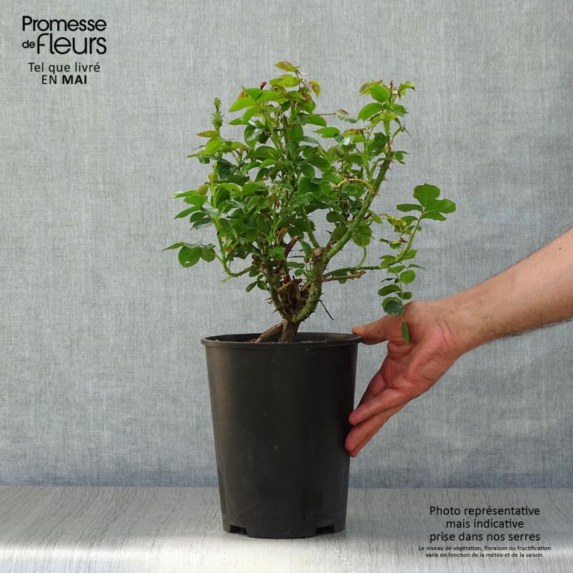 Rosa Ketchup & Mustard 4L/5L pot sample as delivered in spring