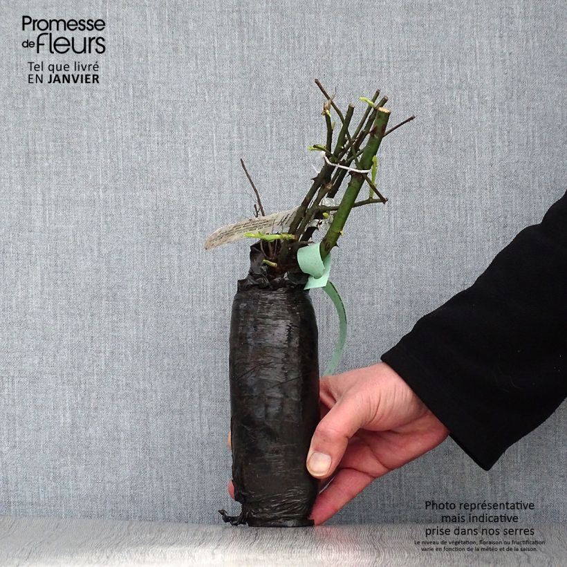 Rosa La Rose de Molinard - Hybrid Tea Rose Wrapped bare root sample as delivered in winter