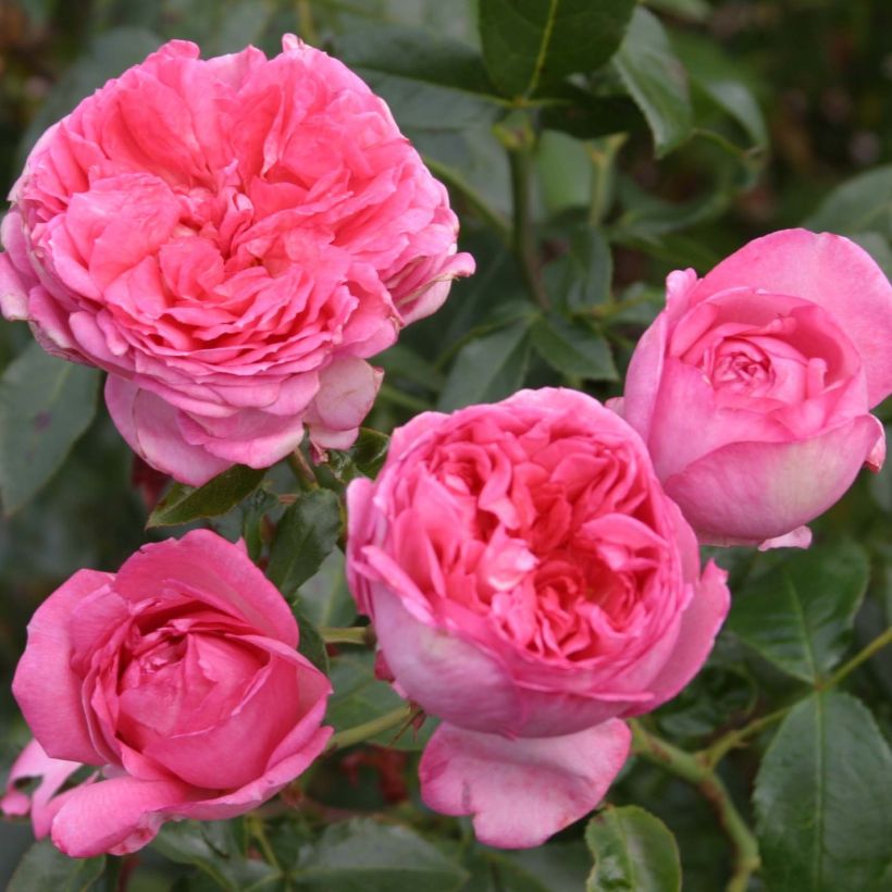 Rosa La Rose de Molinard - Hybrid Tea Rose (Flowering)