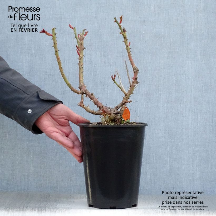 Rosa 'Laeticia Casta' - Shrub Rose 4L/5L pot sample as delivered in winter