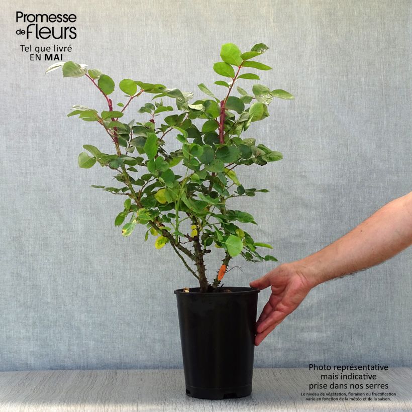 Rosa 'Laeticia Casta' - Shrub Rose 4L/5L pot sample as delivered in spring