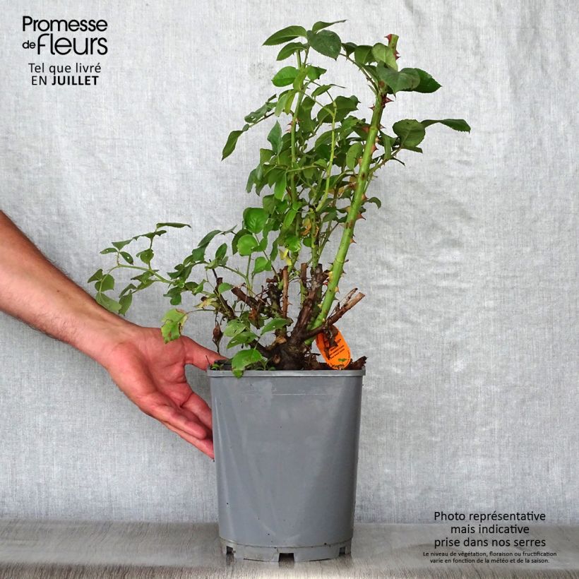 Rosa 'Line Renaud'  4L/5L pot sample as delivered in summer