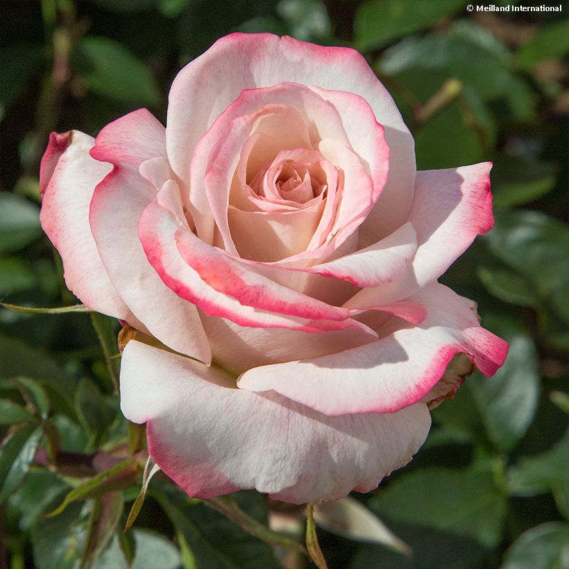 Rosa Lyon Lumières (Flowering)