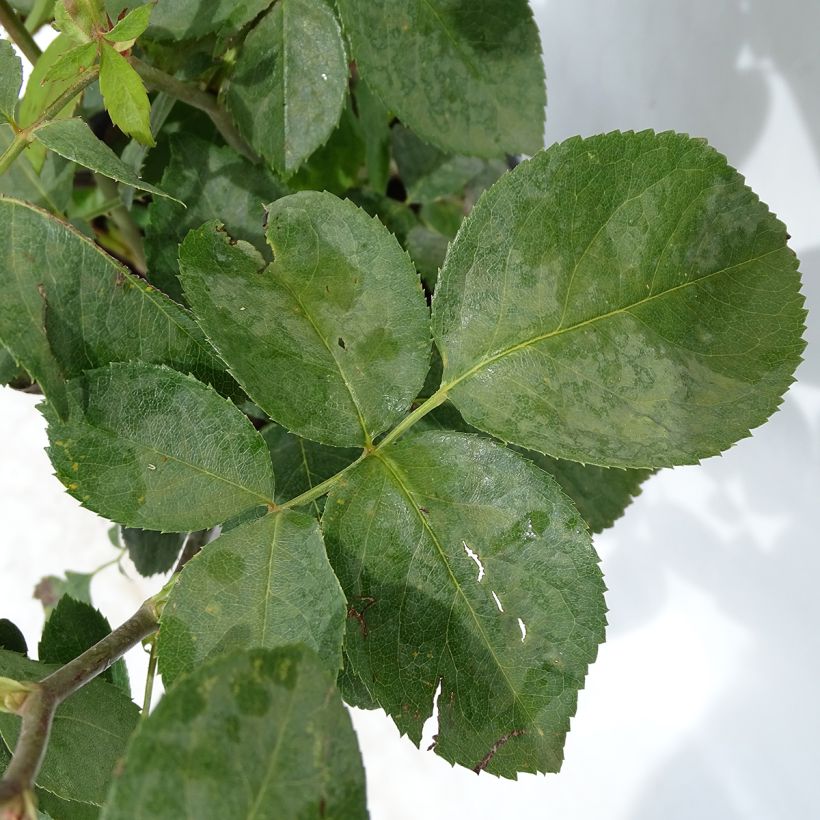 Rosa Mamy Blue - Hybrid Tea Rose (Foliage)