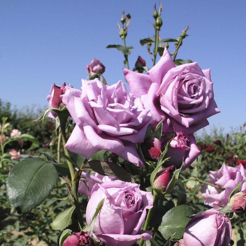 Rosa Mamy Blue - Hybrid Tea Rose (Flowering)