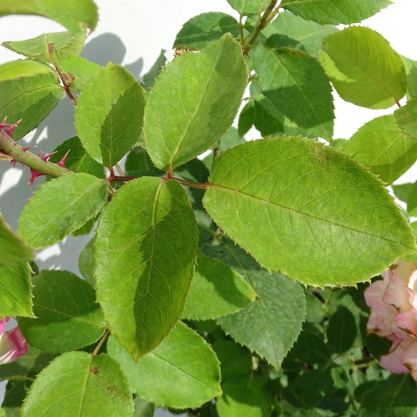 Rosa 'Marc Chagall' - Hybrid Tea Rose (Foliage)