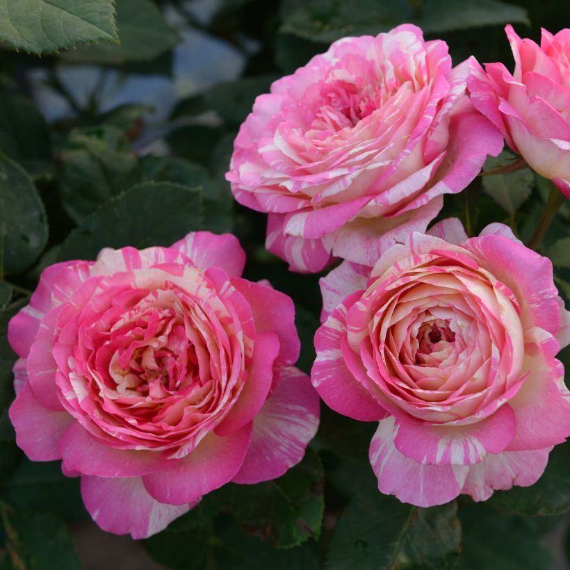 Rosa 'Marc Chagall' - Hybrid Tea Rose (Flowering)