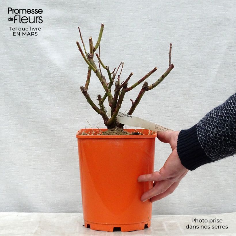 Rosa 'Michèle Meilland' - Shrub Rose 4L/5L pot sample as delivered in spring