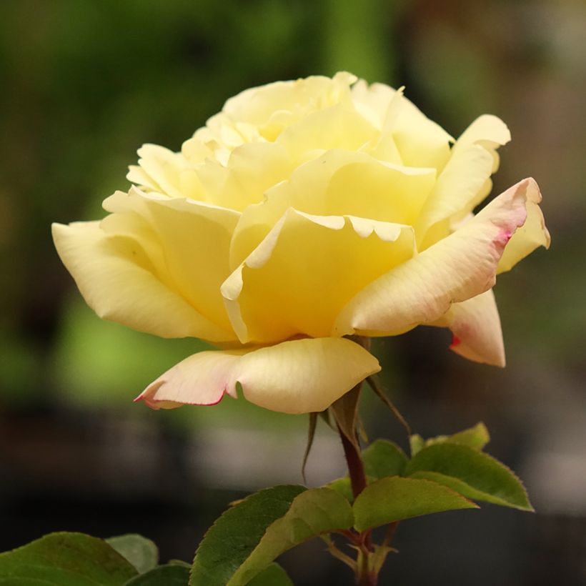 Rosa 'Madame A. Meilland' - Peace Rose - Hybrid Tea Rose (Flowering)