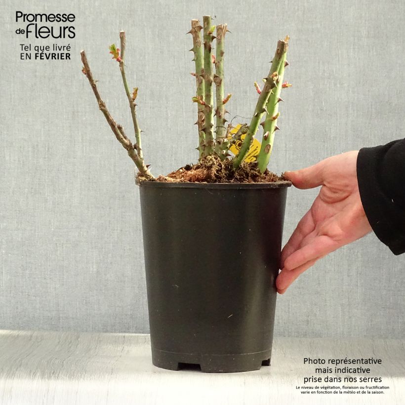 Rosa Moonstone - Hybrid Tea Rose 4L/5L pot sample as delivered in winter