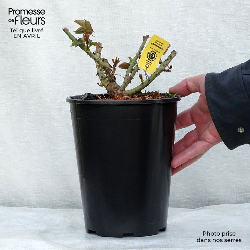 Rosa Moonstone - Hybrid Tea Rose 4L/5L pot sample as delivered in spring