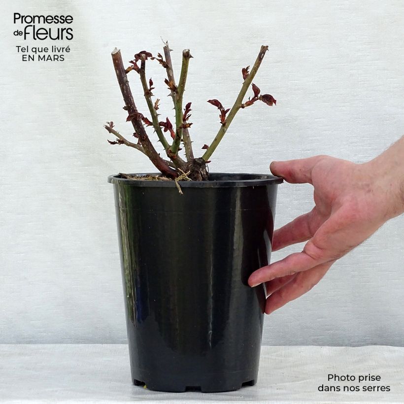 Rosa Nostalgie - Hybrid Tea Rose 4L/5L pot sample as delivered in spring