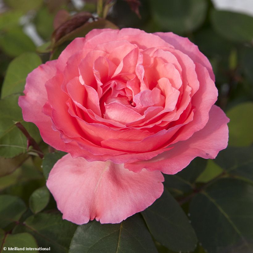 Rosa Pink Panther (Flowering)