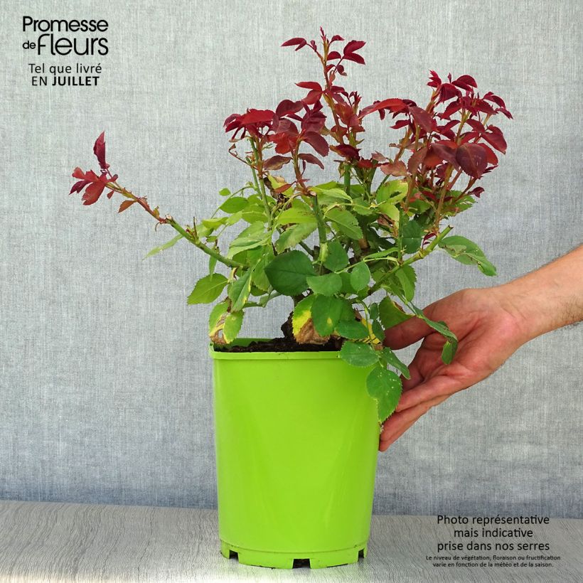 Rosa Pope Jean-Paul II 4L/5L pot sample as delivered in summer