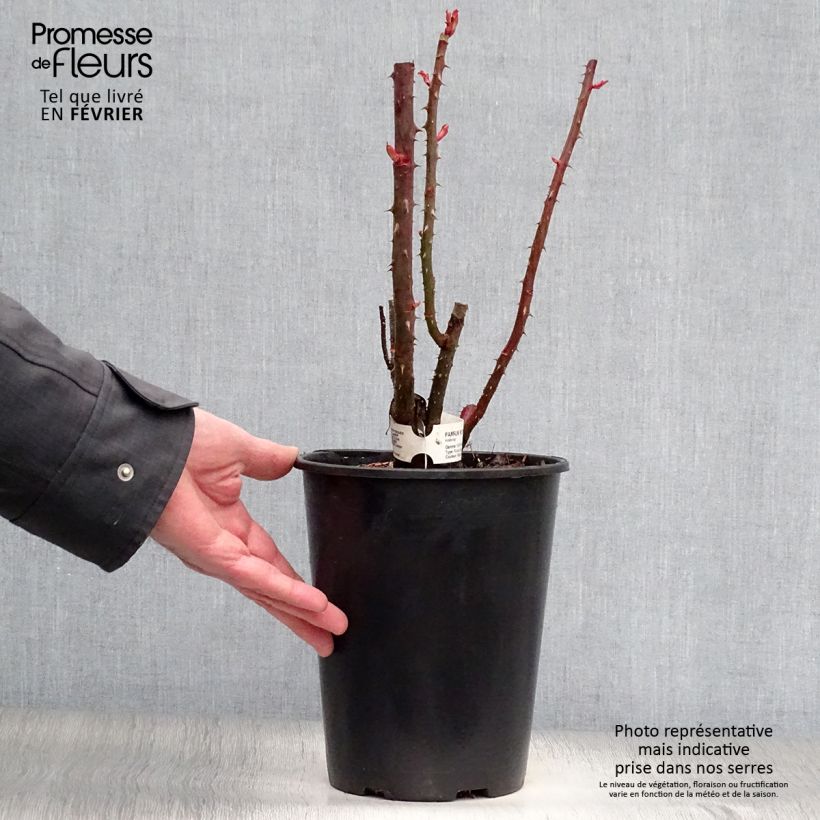 Rosa Parfum Royal  4L/5L pot sample as delivered in winter