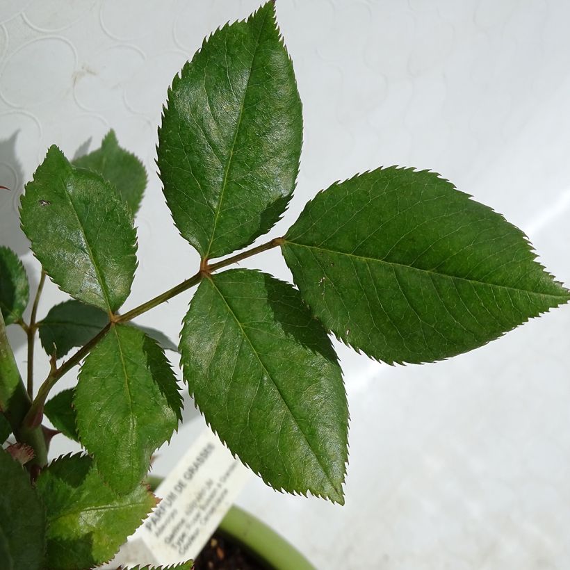 Rosa Parfum de Grasse  (Foliage)