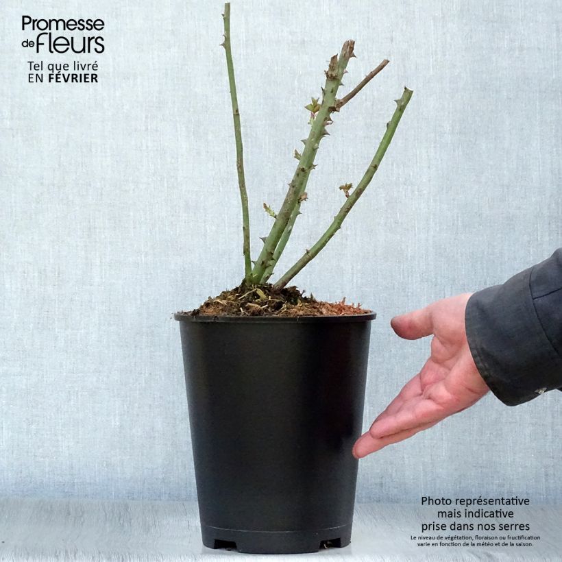 Rosa Paul Ricard 4L/5L pot sample as delivered in winter