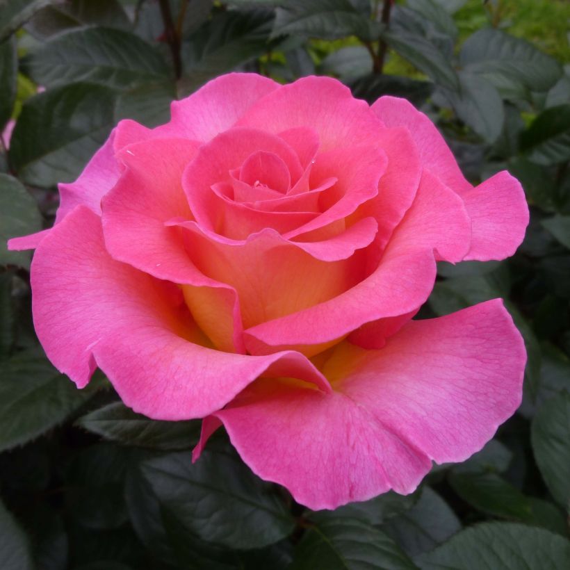 Rosa Pink Paradise  (Flowering)