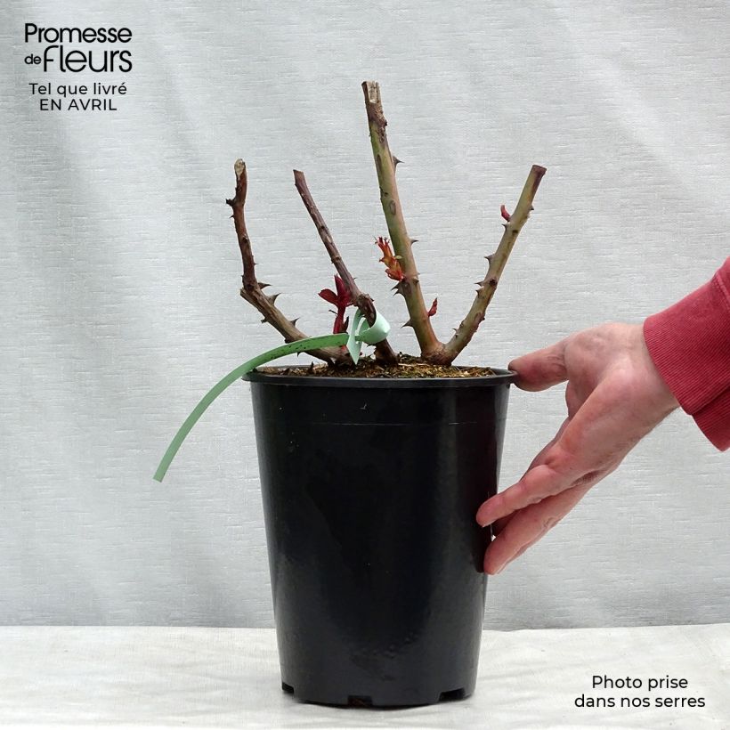 Rosa Prince Jardinier  4L/5L pot sample as delivered in spring