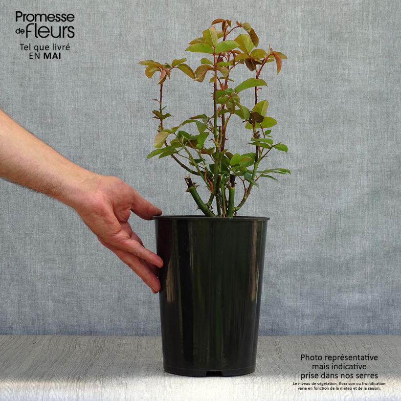 Rosa  Queen Elizabeth - Hybrid Tea Rose 4L/5L pot sample as delivered in spring