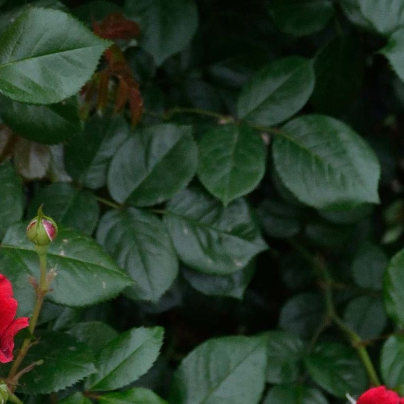 Rosa République de Montmartre (Foliage)